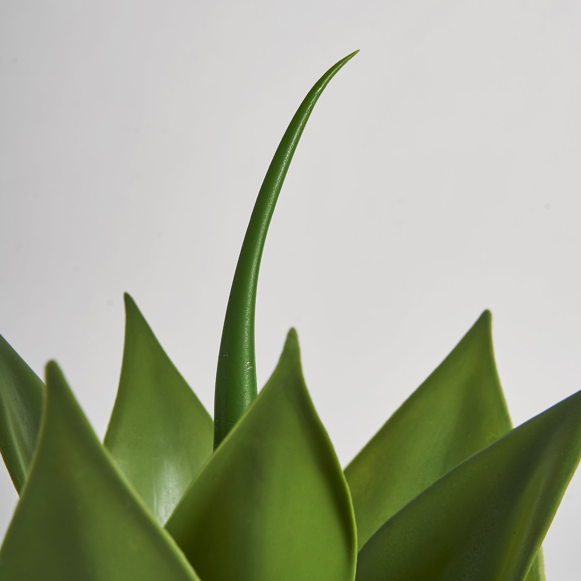 LOTUS PLANT